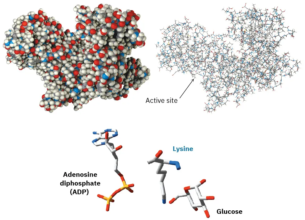 Space-filling and wire-frame models of hexokinase along with tubular structures of adenosine diphosphate (A D P), lysine, and glucose.