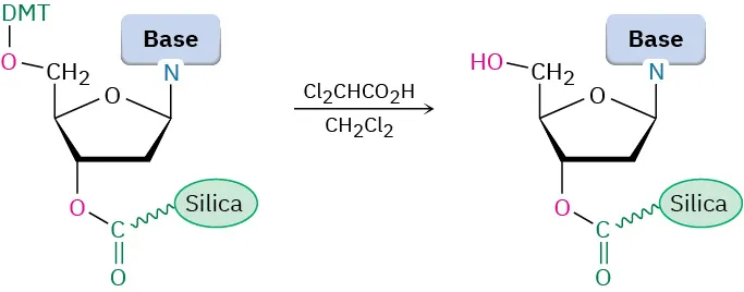 The reaction of nucleoside with dichloroacetic acid in dichloromethane removes the D M T protecting group from the hydroxyl of the nucleoside attached to the silica surface in the product.
