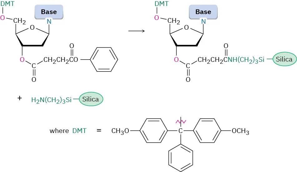 The first step of D N A synthesis. A deoxynucleoside and silica support are reacted to form a product where -O-Ph is replaced by the silica support.