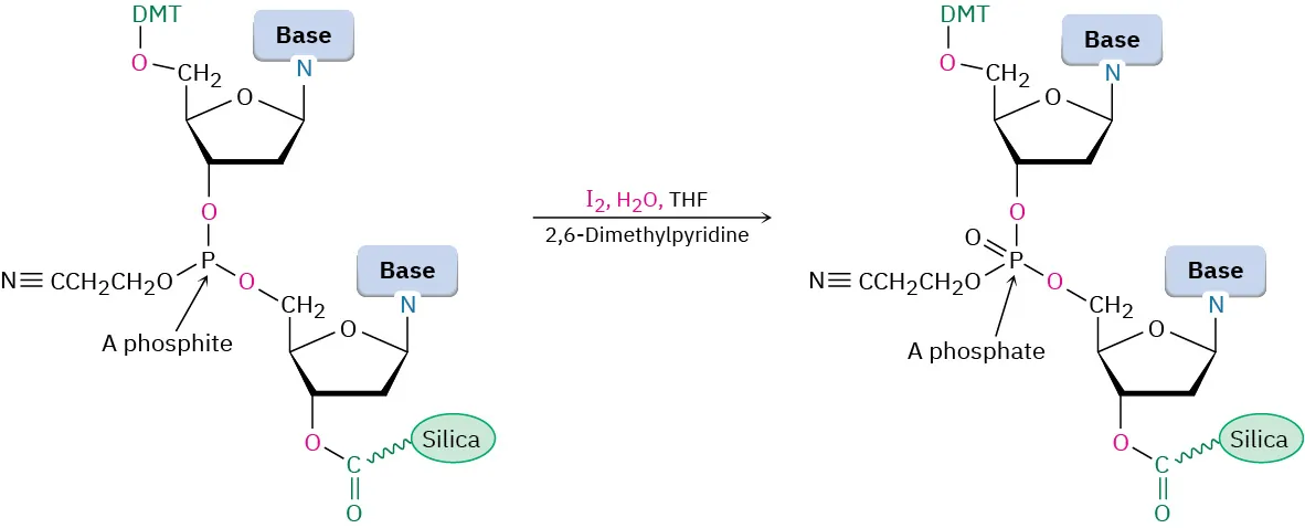 The fourth step of D N A synthesis. It involves the oxidation of the phosphite product to phosphate by reaction with iodine along with 2,6 dimethylpyridine in aqueous tetrahydrofuran.