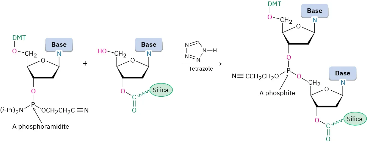 The third step of D N A synthesis. The reaction of two nucleosides in presence of tetrazole forms a product where the phosphoramidite group is replaced by the phosphite group.