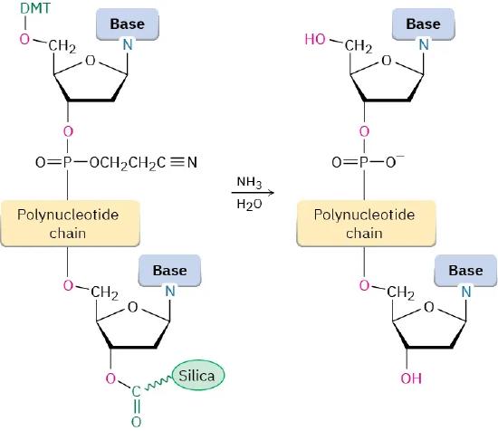 The last step of D N A synthesis. Two deoxynucleosides of a polynucleotide chain react with aqueous ammonia. The product has no protected groups.