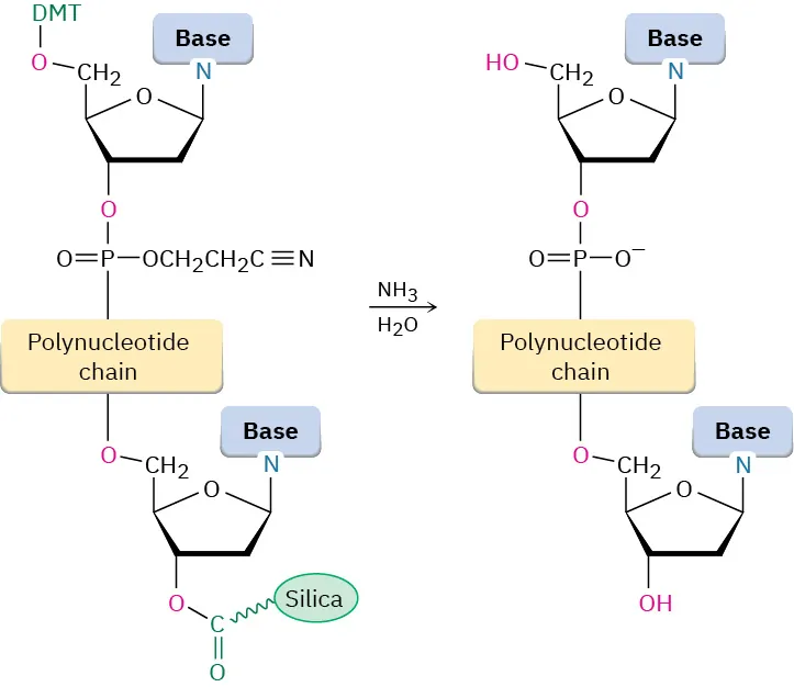The last step of D N A synthesis. Two deoxynucleosides of a polynucleotide chain react with aqueous ammonia. The product has no protected groups.