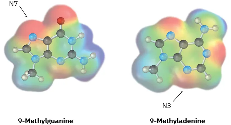The ball-and-stick model along with electrostatic potential maps of 9-methylguanine and 9-methyladenine. The reactive positions of 9-methylguanine and 9-methyladenine are N 7 and N 3, respectively.