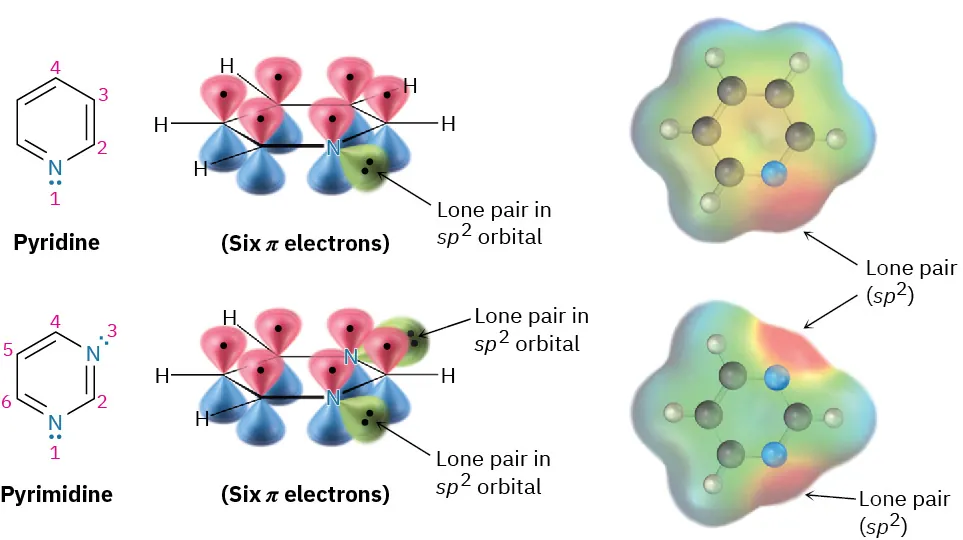 Structures, orbital representations, and ball-and-stick model along with electrostatic potential maps of pyridine and pyrimidine. The lone pair in s p 2 orbital is labeled in both structures.