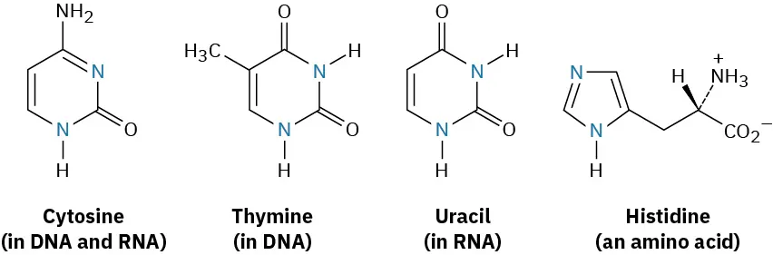 The structures of cytosine (in D N A and R N A), thymine (in D N A), uracil (in R N A), and histidine (an amino acid).