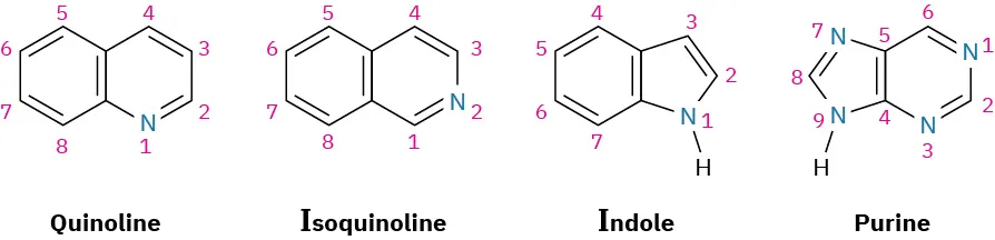 The structures of quinoline, isoquinoline, indole, and purine. All the atoms in the rings are numbered.