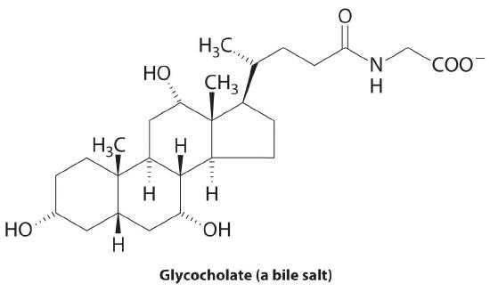 Structure of a bile salt, glycocholate.