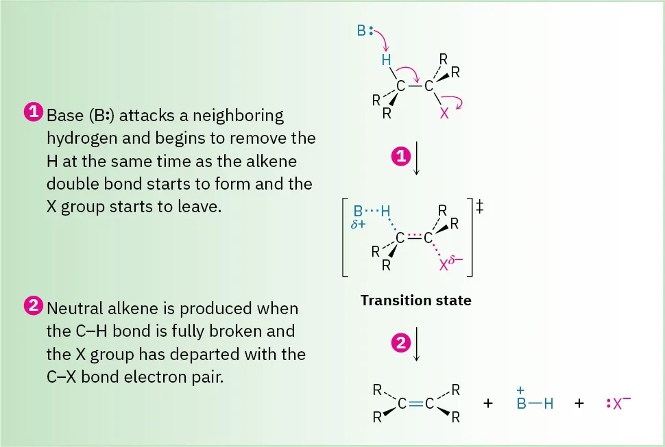 An alkyl halide undergoes a 2-step reaction with a base to form a transition state, which reacts to produce a neutral alkene, B plus bonded to H and halide ion.