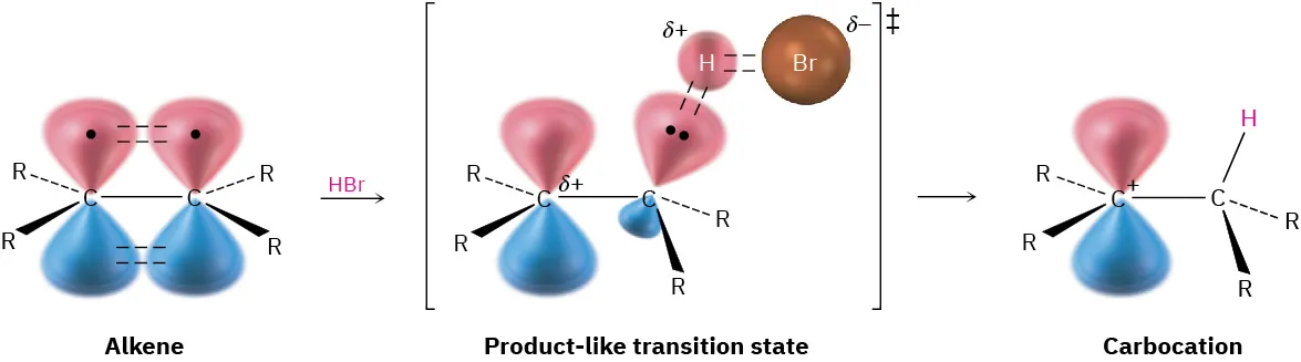 The orbital representation of the reaction shows alkene reacting with hydrogen bromide to form a product-like transition state, which then forms carbocation.