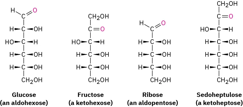 The structures of glucose (an aldohexose), fructose (a ketohexose), ribose (an aldopentose), and sedoheptulose (a ketoheptose), presented in Fischer projection.