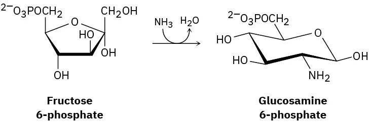 glucosamine,=