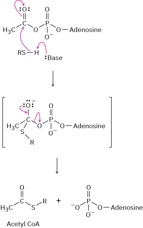 The reaction shows the mechanism for the reaction of an ester attached to adenosine and a thiol forming acetyl coenzyme A, and a product in which a phosphate group is bonded to adenosine.