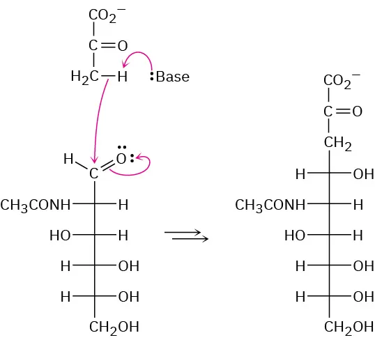 Fischer projection of N-acetylmannosamine. The reaction of N-acetylmannosamine with pyruvate ion involving a base to form neuraminic acid. The reaction has multiple steps.