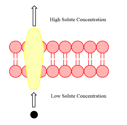 Active Transport.png