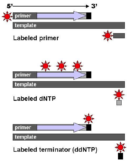 Figure 28.6.3 Sanger sequencing.png