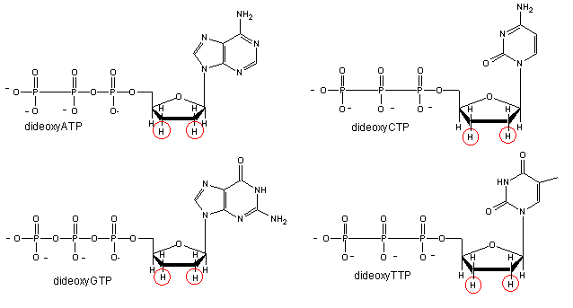 dideoxyNTP (2).gif