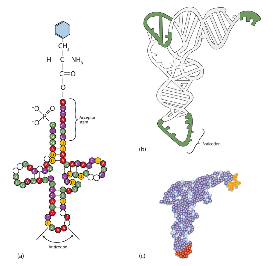 Transfer RNA (a) In the two-dimensional structure of a yeast tR.png