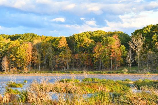 Picture of Mentor Marsh