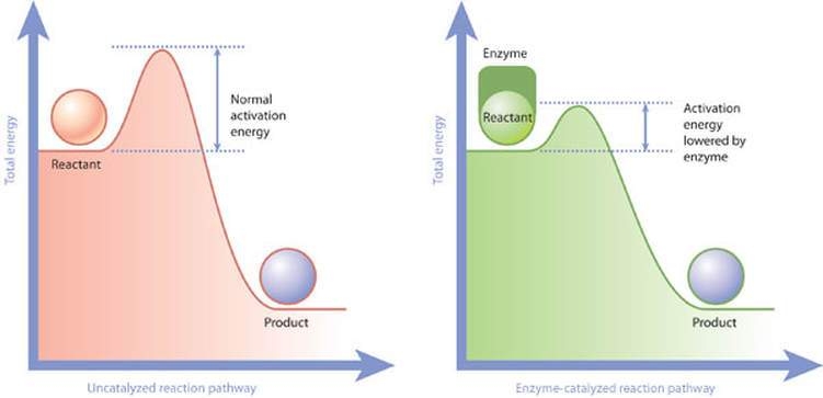 Enzymes and Activation Energy - © 2010 Nature Education 