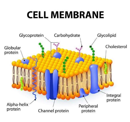 Structure of cell membrane