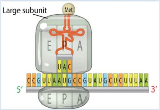Transfer RNA (tRNA) - © 2013 Nature Education