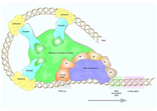 Figure 2. Machinery of RNA transcription