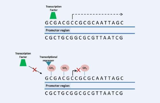 DNA methylation in the promoter region – Credit Aline de Conti 