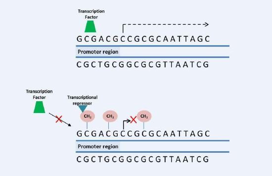 DNA methylation in the promoter region – Credit Aline de Conti