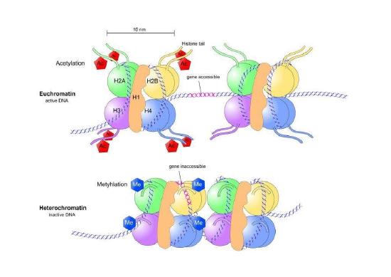Histone acetylation and methylation in gene regulation. 