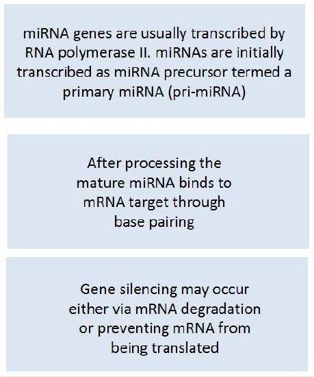 Schematic representation of gene silencing by microRNA. Credit: Aline de Conti 