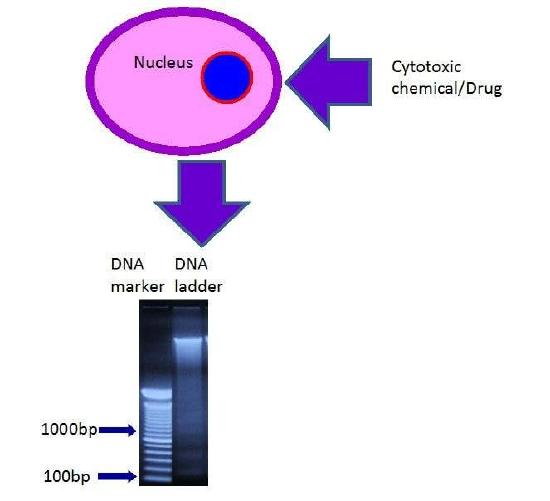 DNA ladder. Nucleotide base pair mentioned as,“bp”.