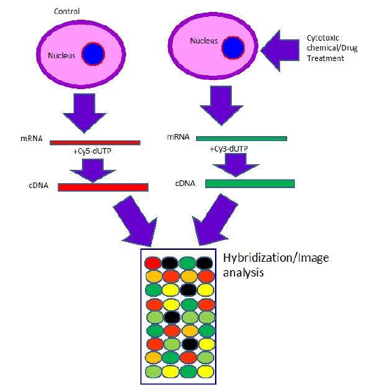 Schematic representation of gene expression array showed that Cy5(red) and Cy3 (green) labeled cDNA hybridized to a DNA microarray. Yellow spots indicate the genes are expressed in both samples. The intensity and different types of color at each spot indicate the level and presence of genes in samples. Black spots show low level of expression or do not show any expression of genes.