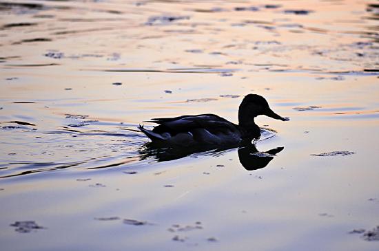 photograph of a duck on water as described in the caption.