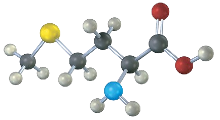 The ball-and-stick model of methionine where gray, black, blue, yellow, and red spheres represent hydrogen, carbon, nitrogen, sulfur, and oxygen, respectively.