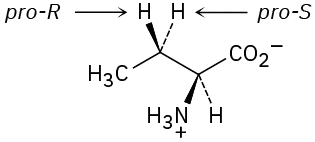 ساختار گوه ای یک اسید آمینه. هیدروژن پیوند خورده با گوه در C3 دارای برچسب pro-R و هیدروژن پیوند خورده با داش Pro-S برچسب گذاری شده است.