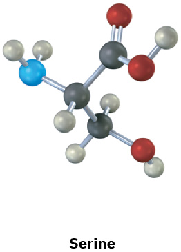 The ball-and-stick model of serine. Gray, black, blue, and red spheres represent hydrogen, carbon, nitrogen, and oxygen, respectively.