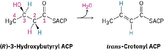 The dehydration of (R)-3-hydroxybutyryl A C P to form trans-crotonyl A C P.