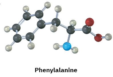 A ball and stick model of phenylalanine that includes a benzene ring.