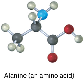 Ball and stick model of a three carbon chain; C 1 is carboxyl, C 2 has an N H 2 substituent.