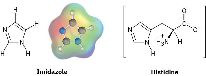 Line-angle structure, ball-and-stick model, and electrostatic potential map of imidazole along with line-angle structure of histidine.