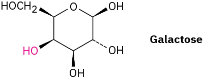 The wedge-dash structure of galactose.