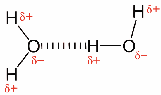 2D model hydrogen bonds in water