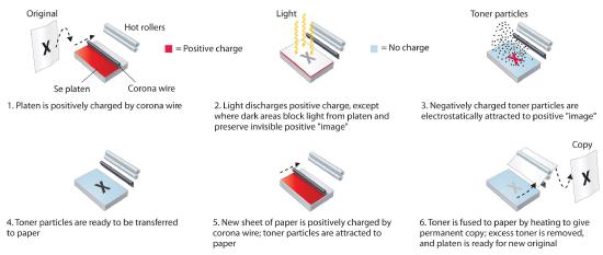 1. Platen is positively charged by corona wire. 2. Light discharges positive charge, except where dark areas block light from platen and preserve invisible positive "image." 3. Negatively charged toner particles are electrostatically attracted to positive "image." 4. Toner particles are ready to be transferred to paper. 5. New sheet of paper is positively charged by corona wire; toner particles are attracted to paper. 6. Toner is fused to paper by heating to give permanent copy; excess toner is removed, and platen is ready for new original.