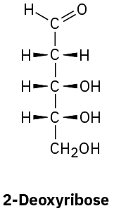 The structure of 2-deoxyribose. It is an aldopentose with 5 carbon atoms and an aldehyde functional group.