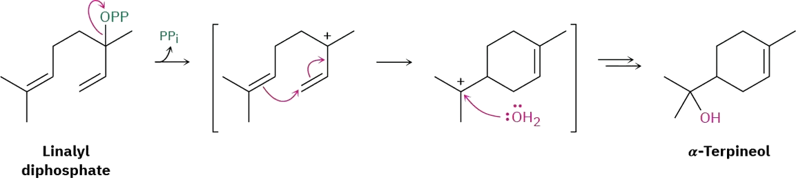 Linalyl diphosphate forms a carbocation intermediate with the release of inorganic pyrophosphate. The attack of water on carbocation leads to alpha-terpineol.