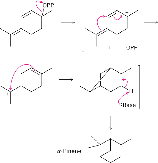 O P P releases from linalyl diphosphate leading to a carbocation intermediate. The double bond shifts to form another carbocation. The base reacts with carbocation to form alpha-pinene.