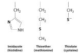 Structure of imidazole (histidine), thioether (methionine), and thiolate (cysteine).