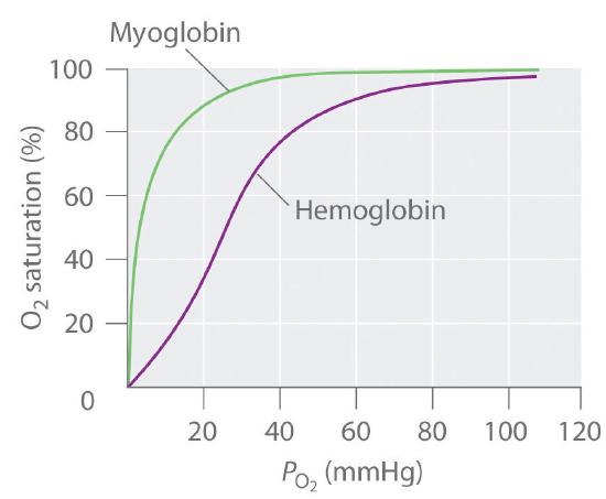 Graph of oxygen saturation as a function of oxygen pressure for myoglobin and hemoglobin.