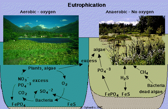 Comparison of lake with aerobic and anaerobic conditions. Aerobic conditions has lake surface that is mostly green and anaerobic conditions shows a swamp with a muddy green color. The diagram also shows a depiction of the process for each condition with the compounds and organisms involved.
